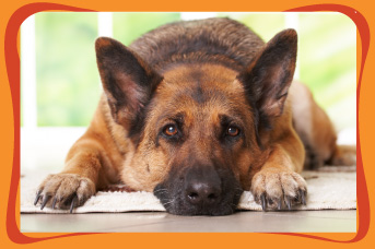 Ansiedad perros solos en casa